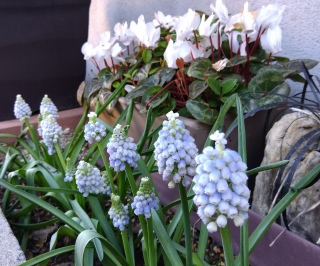 ���X�J��